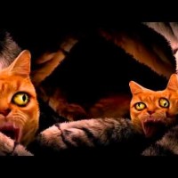 Video: Run The Jewels | Meowpurrdy ft. Lil Bub, Maceo & Delonte